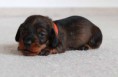 /album/fotogalerie-vrhu-i/i-litter-3-weeks-innocent-004-jpg/